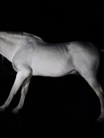 Cheval blanc, 2015, 10x15 cm.